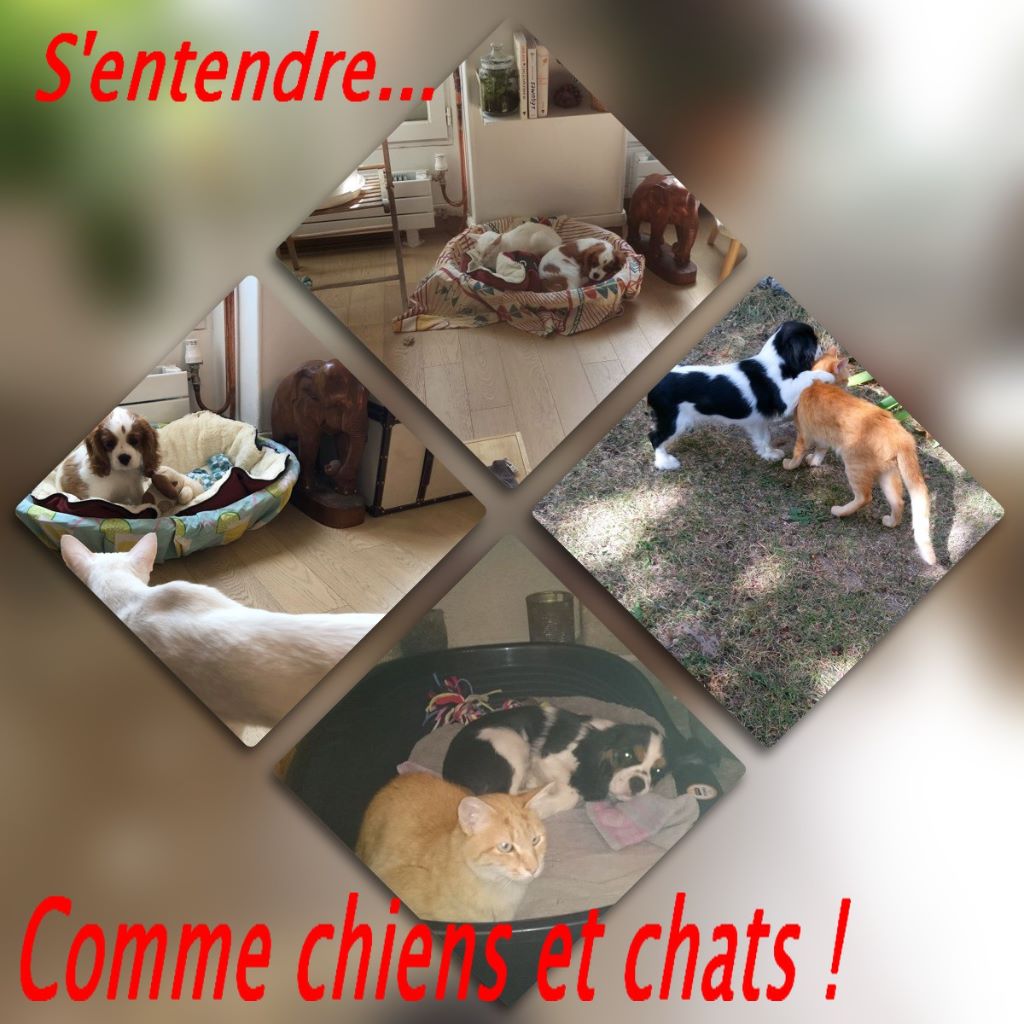 du Vivier aux Ecureuils - Complicité Chien et chat