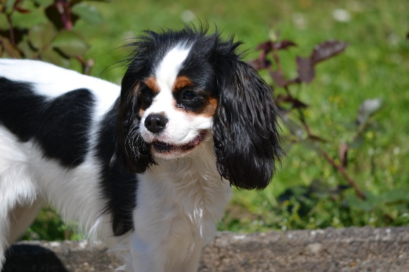 Journée Canine
