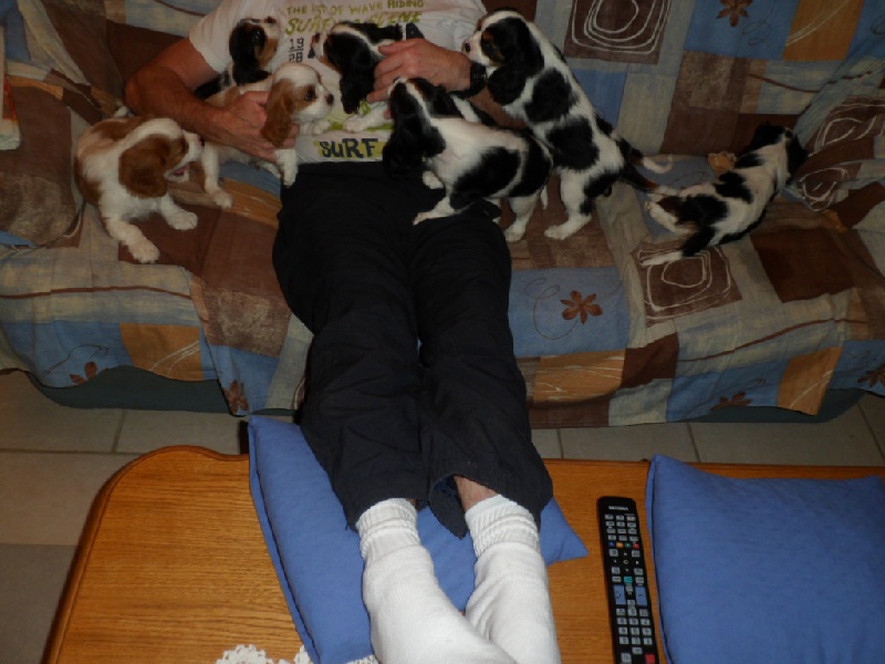 Les chiots ont 2 mois