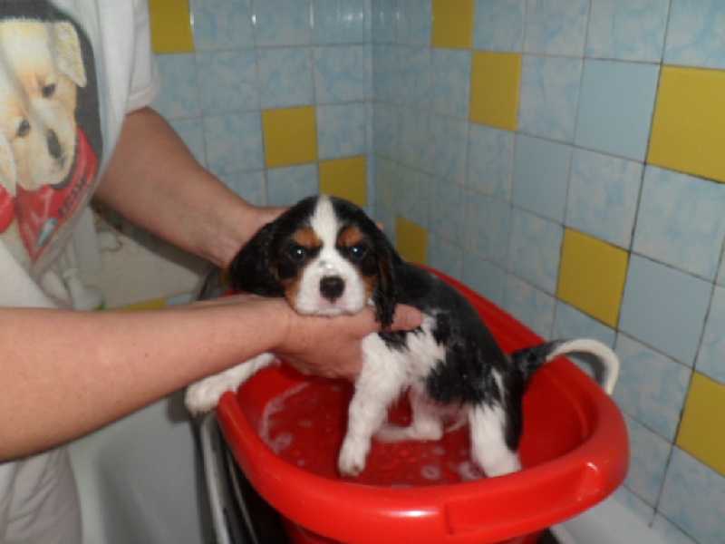 Le premier bain