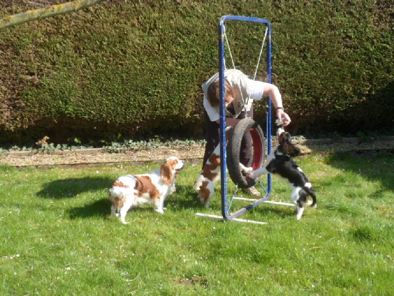 Séance d'agility à la maison