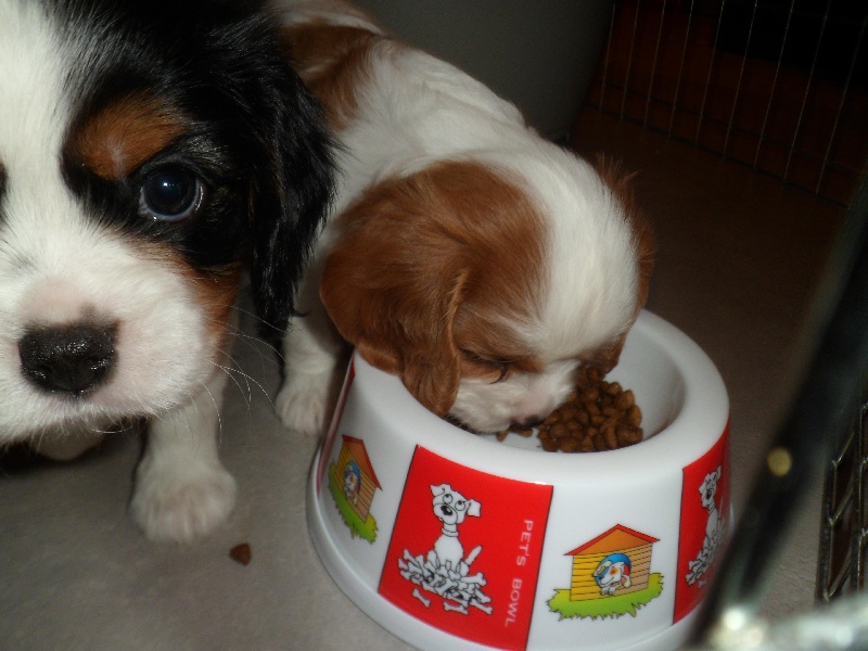 L'évolution des chiots
