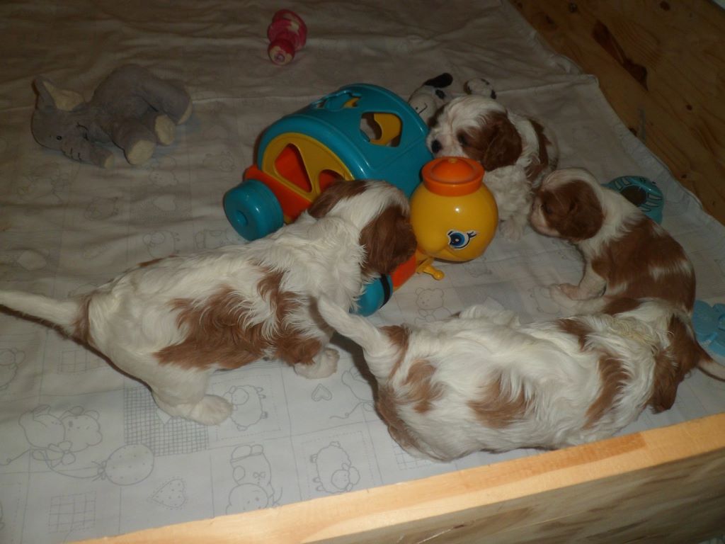 Chiot Cavalier King Charles Spaniel du Vivier aux Ecureuils